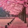 Tour Hàn Quốc Seoul - Busan (06 ngày) - từ Hà Nội - Bay Vietnam Airlines