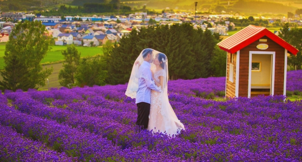 Cánh đồng hoa oải hương Hokkaido