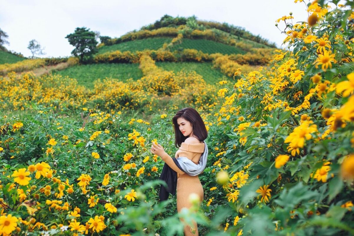 Hoa dã quỳ Tây Nguyên