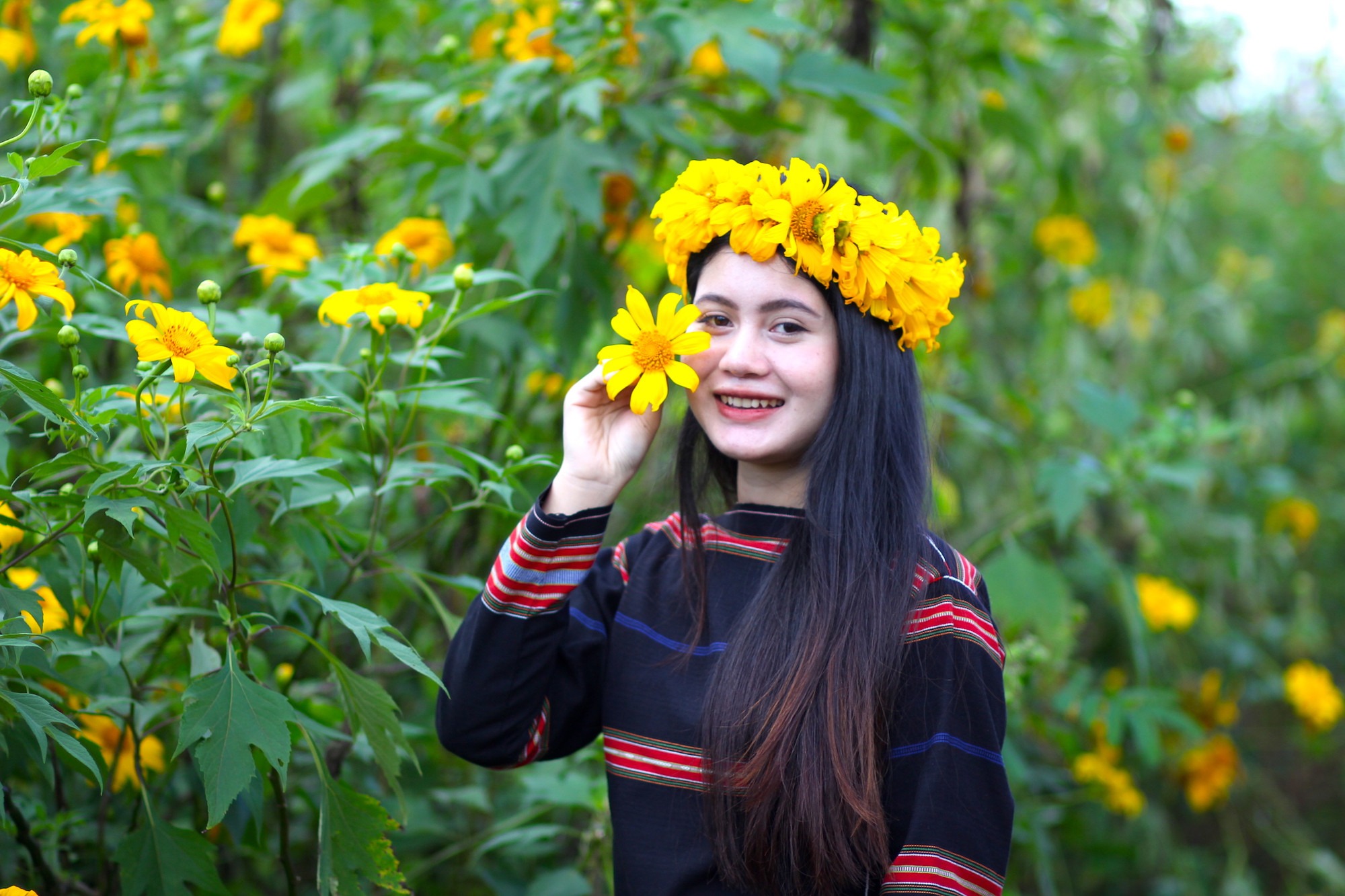 Hoa dã quỳ Tây Nguyên 4