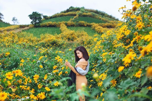 Hoa dã quỳ Tây Nguyên