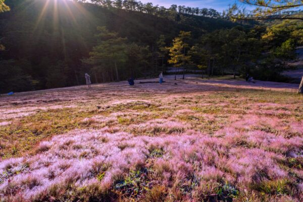 Đà Lạt mùa cỏ hồng