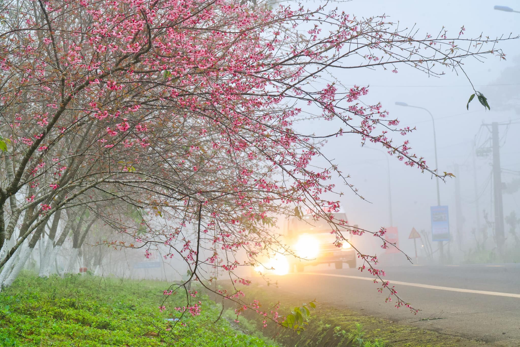 hoa anh đào Măng Đen 11
