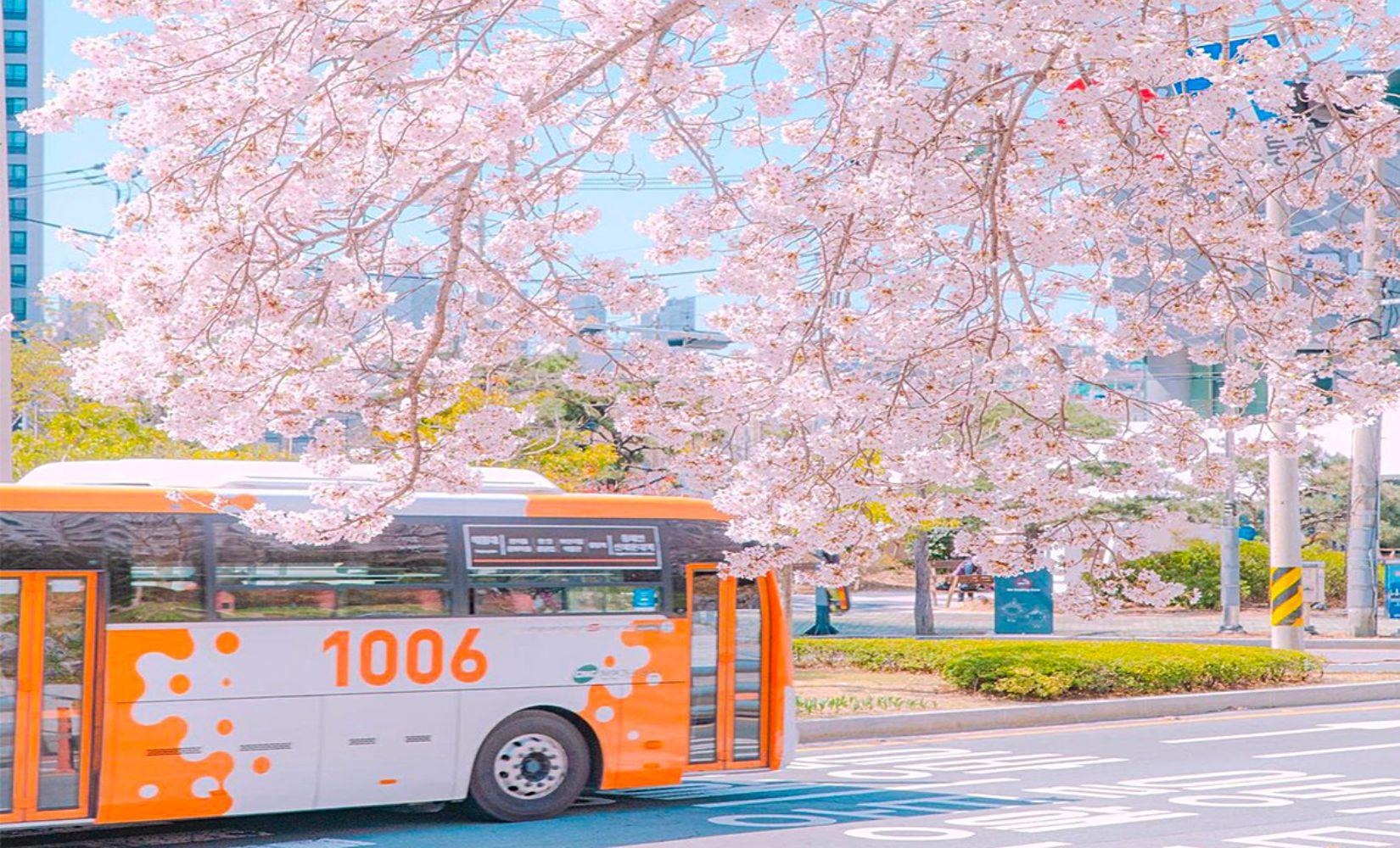 Hoa anh đào ở Busan