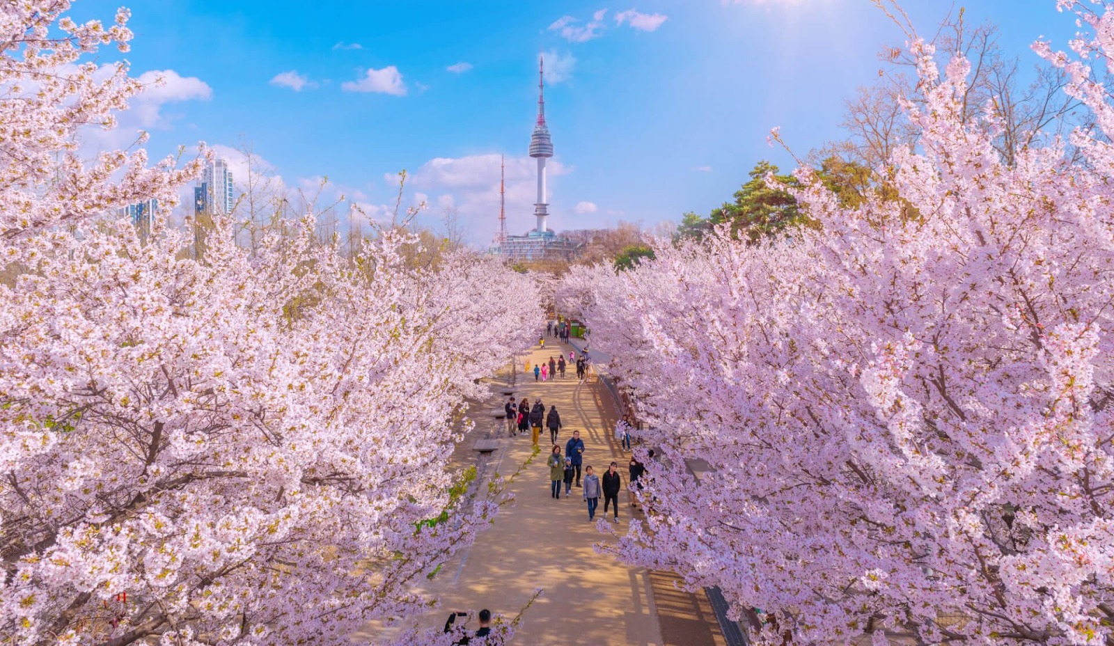 Hoa anh đào ở Seoul