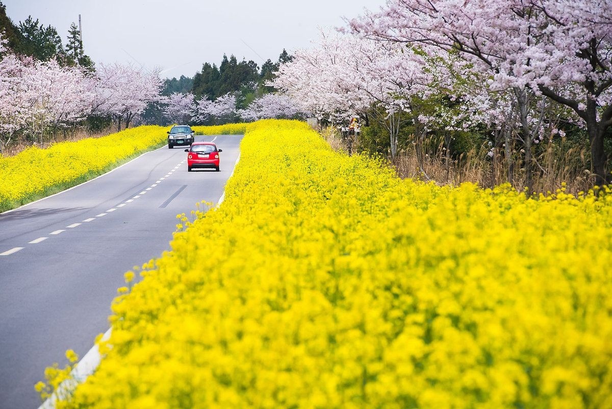 Hoa anh đào trên đảo Jeju