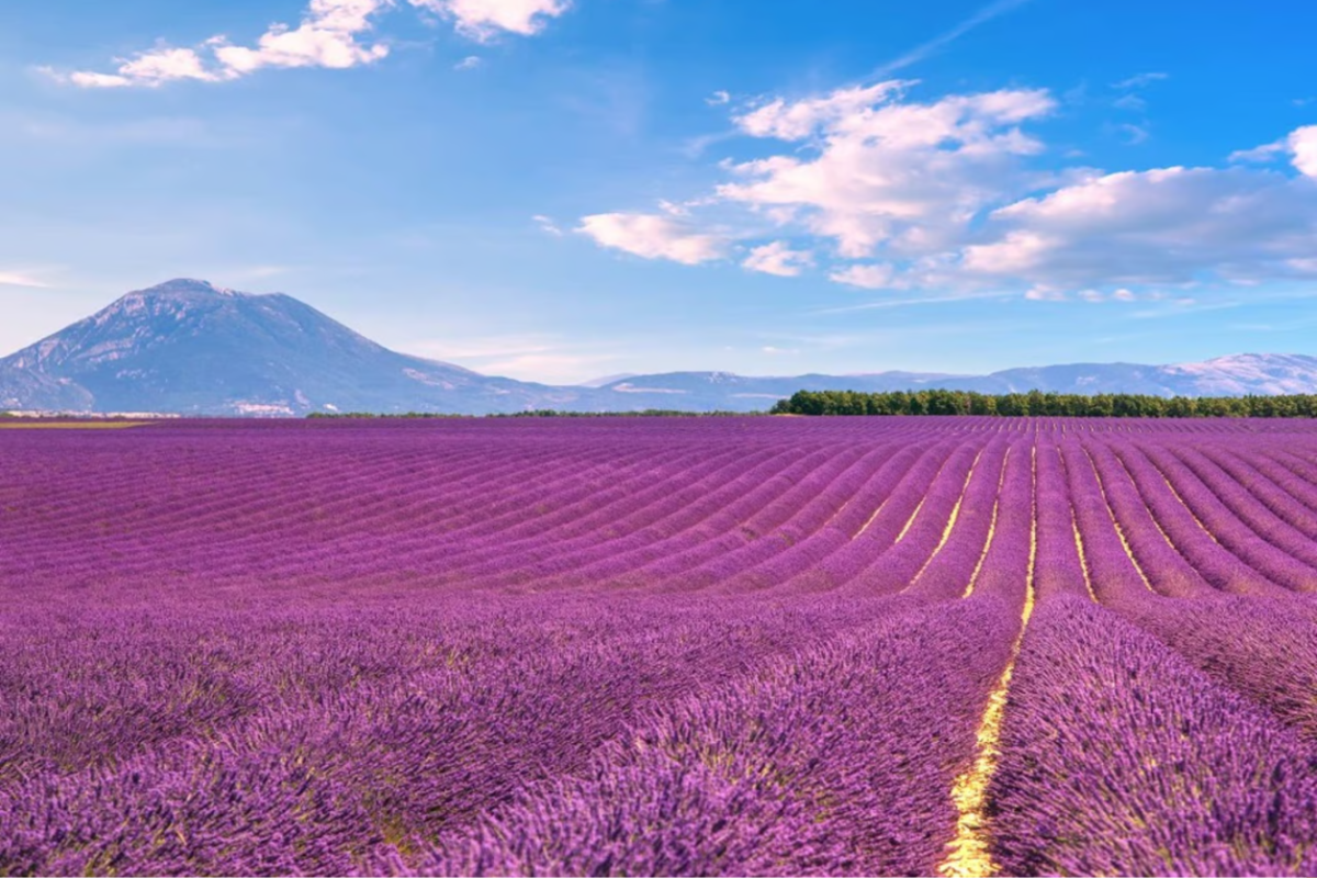 Mùa hoa Lavender - Pháp