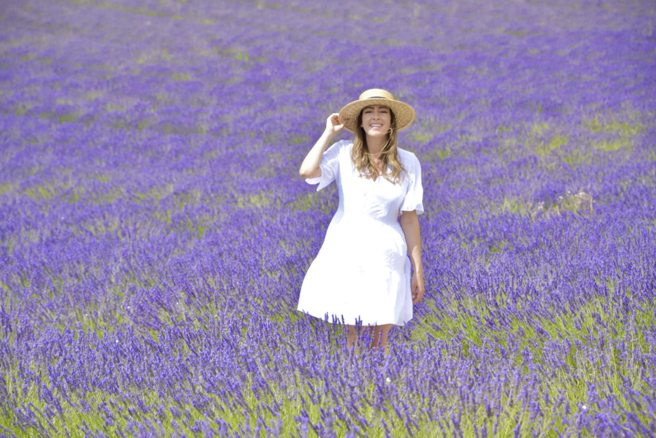 Mùa hoa Lavender - Pháp 4
