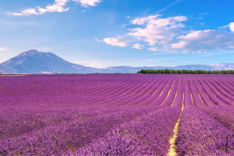 Mùa hoa Lavender - Pháp